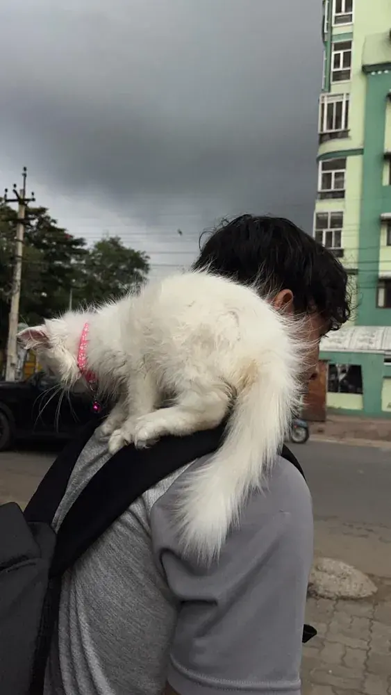 Shoulder cat companion on evening walks 🐱