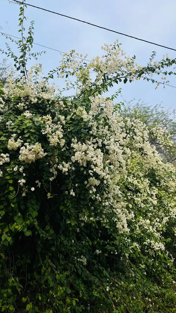 White bougainvillea in full bloom